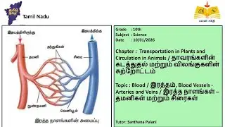 (10th Science TN)இரத்தம், Blood Vessels - Arteries and Veins/ இரத்த நாளங்கள்–தமனிகள் மற்றும் சிரைகள்