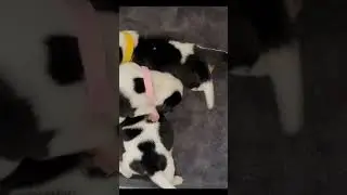 Hungry Beagle Puppies | Beagle Love | Beagle Life | Beagle Power | Beagle Nature