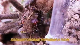 Муравьи Pheidole пожирают мертвого паука Dolomedes/