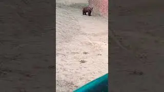 Brown bear #bear #animals #zooanimals #bearlover