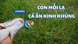 Con mồi lạ khiến cá lóc ăn kinh khủng | Hương vị miền Tây #caloc #calocdong #moicaumoi