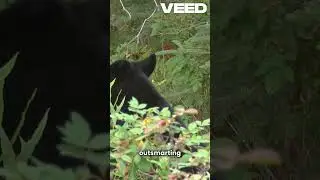 Clever Bear Tricks Everyone in Forest