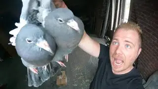 J'attrape des pigeons à mains nues !
