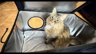 Rugged Heated Outdoor Cat House Review | Warm Winter Shelter for Feral, Stray & Barn Cats
