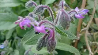 From picking to brewing borage tea in the village