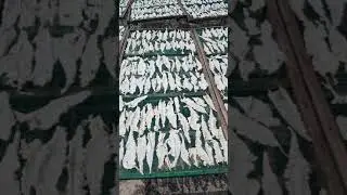 Cod Fish Maw production