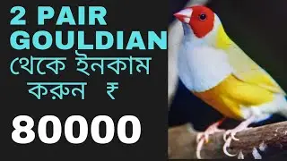 Best Profit Idea of Gouldian Finch | Most Profitable Bird | Must Watch ||