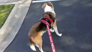 My Support Dog Snickers 1st Week Of Treatment