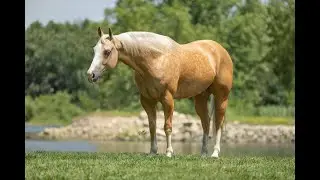 Archie - Bar M Horses