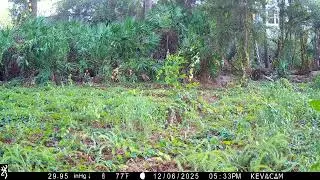 Bobcat in Naples, FL Browning Spec Ops Elite HP5 Trail Cam