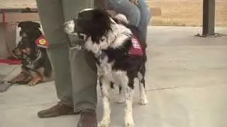 Paws and Stripes helping veterans with PTSD and traumatic brain injury