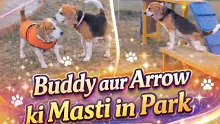 Must watch ,when Buddy meets Arrow in pet park #beagle #dog #funny #pets #cute #explore #viralvideo 