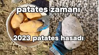 PATATES AVCIĞILI /2023 sezonu patates hasadı 🚜🥔 sizce verim nasıl?