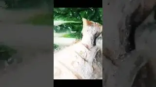 PESANG ISDA!