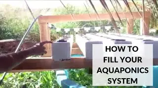 How to Fill Your Aquaponics System