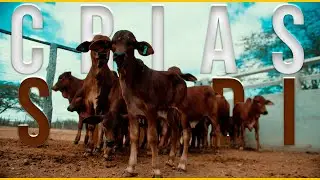 Semiárido Produtivo - Crias Sindi