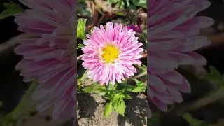 Beautiful pink Chinese Aster flowers ( Callistephus )