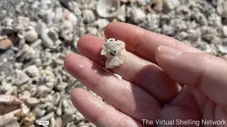 Episode 52: Turner Beach Shell Piles! Captiva Island! 🏝 (and, CARRIER SHELL!)
