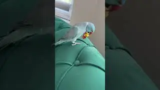 #cute #fypyoutube #indianringneck #fypシ゚viral #pets #birds #ptice #ourfarmlife #nature