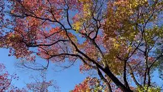 Amazing Autumn Leaves 🍁 Colours in Sydney. Free Footage