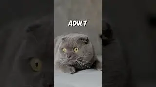 How Much does the Average Cat Weigh?| Cat Facts