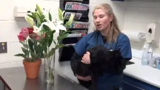 Lillies are Toxic to your Cat