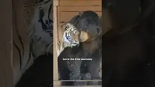 The Miracle Friendship of Three Predators #shortvideo #shorts #animals #cute #funny #tiger #love