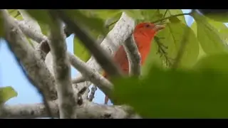 Summer Tanager ♂&♀︎ 4K