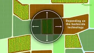 Nuseed Australia - the importance of isolation in hybrid canola seed production