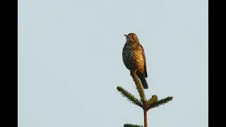 Mistle Thrush, Foxton, Cambridgeshire, 26/11/25