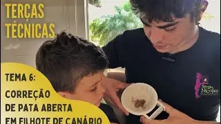 PATA ABERTA EM CANÁRIOS | Como corrigir esse problema?