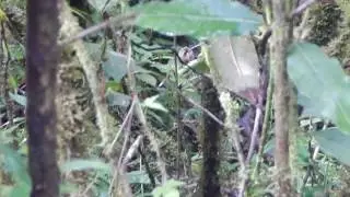 male stripe throated Hermit in lek  (Lek mating)