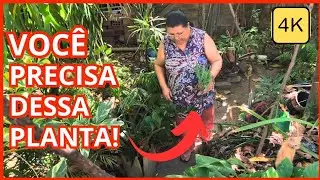 😱MY MOTHER REVEALED: HOLY THISTLE The Plant That Heals the Liver and Cleanses the Blood! 🔥