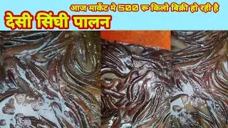 desi सिघी machhali palan|देसी सिंघी मांगुर पालन|How To Cultivate Desi Singhi Fish|singhi fish price.