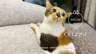 Paw-sitivity Life: Embracing Pet-Friendly Material For Your Furniture | CELLINI