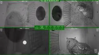 Tawny owl at Hans nature channel  11-01-2026. That sound so nice.