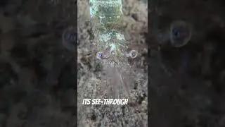 The Invisible Glass Squid! 🌊