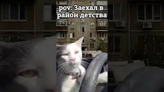 Лапы и воспоминания: Ностальгическая поездка кота 🐾🚗 #edit #shortedit #грустныйэдит #музыка