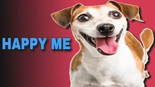 5 Sound That Make Dogs Happy | HAPPY ME