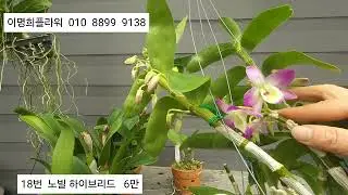 2025.1.11   이명희플라워    코비아눔 힐다폭슨 히코이엔시스 모시아에 노빌리어 콘칼라