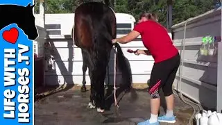 How to Properly Comb a Horse Tail