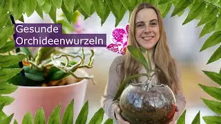 Proper Orchid Root Care &ndash; Tips for Healthy Phalaenopsis
