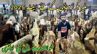 Malir Bakra Mandi Latest Update | Malir Bakra Mandi new Update 2025