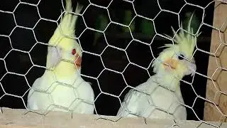 Dando uma olhada nos pássaros e também encerramos a reprodução agora só em agosto 