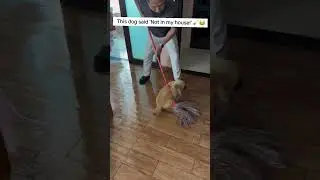 Dog vs Mop: The Cleaning Battle #funnydog #dogsoftiktok #dogvideos #cutedog #petsoftiktok #doglife