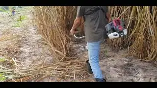 Como cortar o BRS Capiaçu com a roçadeira + disco de corte. Veja #comofazer.