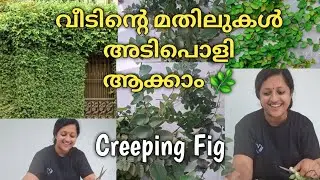 Creeping Fig can be used to set greenery |Climbing fig