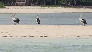 Wild Pelicans on a Hidden Island in Indonesia | Ohoiew Beach, Moluccas