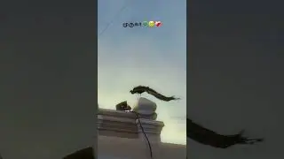 murugan whatsapp status tamil 🦚🙏 #murugan #muruganwhatsappstatustamil #murugansongs #thiruchendur