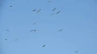 Hawk Kettle